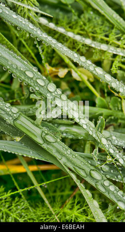 Wassertropfen auf Grashalme nach einem Regen im Sommer. Stockfoto