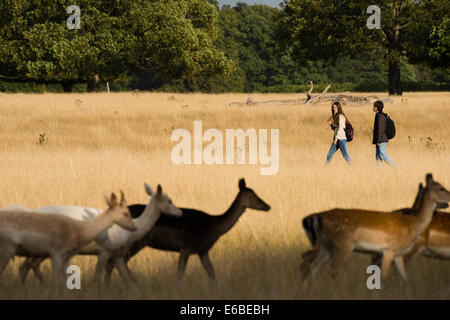 Bushy Park, London, UK. 19. August 2014. Wanderer, die Hirsche in Bushy Park vorbei. Bildnachweis: Dave Stevenson/Alamy Live-Nachrichten Stockfoto