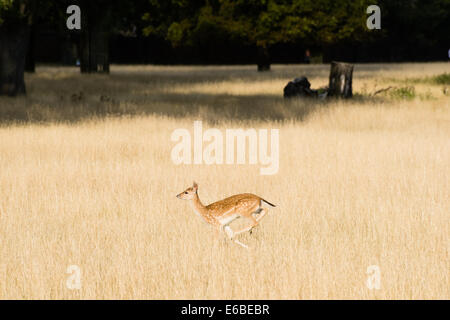 Bushy Park, London, UK. 19. August 2014. Damhirsche durch lange Rasen in Bushy Park laufen. Bildnachweis: Dave Stevenson/Alamy Live-Nachrichten Stockfoto