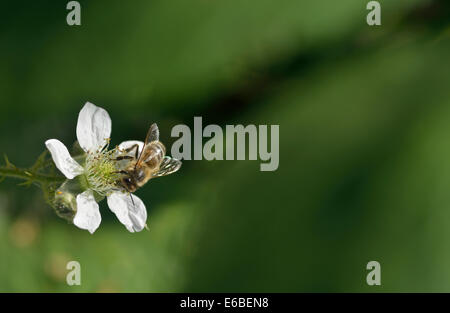 Biene auf Blackberry (Brombeere) Blume. Aufnahme in Blackwater Valley, Berkshire, UK Stockfoto