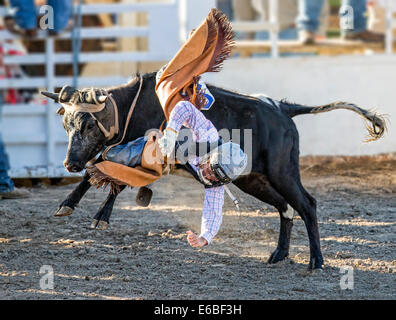 Junger Cowboy Reiten einen kleinen Stier im Wettbewerb Junior Steuern Reiten, Chaffee County Fair & Rodeo Stockfoto