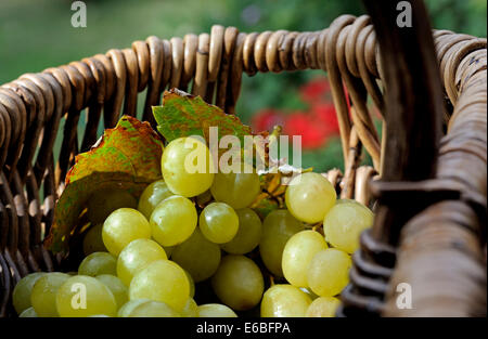 Weinlese Körbe Konzept mit sonnendurchfluteten Reif weiße Trauben und Weinberg Blätter in wicker der traditionellen französischen Rebsorte picker Warenkorb Stockfoto