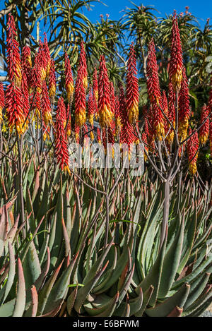 Aloe-Pflanze hautnah mit leuchtend roten Blüten. Stockfoto