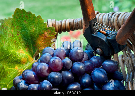 Weinlese Nahaufnahme vendange Konzept mit dunklen Trauben und Wein Weinblatt im typischen Erntemaschinen Korb mit gartenschere Stockfoto