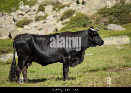 Ein schwarzer Stier in den Bergen Stockfoto