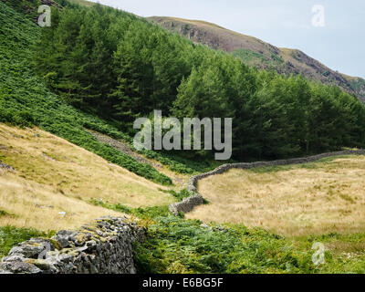 Eine Trockenmauer führenden Weg in Richtung Ennerdale Wald im Lake District, Cumbria, England Stockfoto