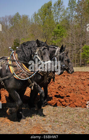Percheron Pferdegespann Pflügen, Bud Whitten Pflug Tag, VDHMA, Dillwyn, Virginia, USA Stockfoto