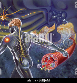 Schematische Darstellung der Hypothalamus Nervenimpulse aus dem Körper empfangen und senden von Nachrichten an die zirkulierenden und nervösen System. Stockfoto