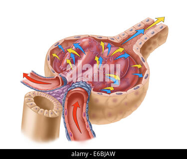 Die Nieren Glomerulus ist ein Netzwerk (Büschel) der Kapillaren, die den ersten Schritt der Filterung Blut ausführt. Stockfoto