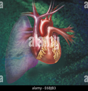 Ansicht von ventral von Herz und Lunge auf grünem Hintergrund. Stockfoto