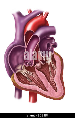 Innenraum des menschlichen Herzens zeigen Vorhöfe und Herzkammern. Stockfoto