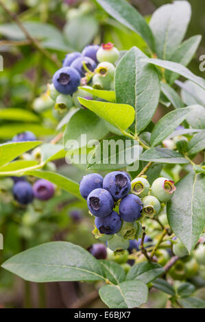 Frische Heidelbeeren auf den Busch bereit zu holen Stockfoto