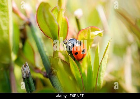 Sieben vor Ort Lady Bird Coccinella septempunctata Stockfoto