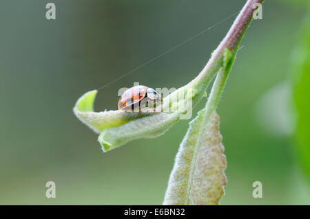 Harlekin-Marienkäfer in Cheshire Stockfoto