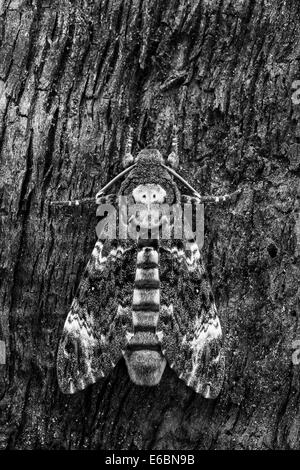 Tod Kopf Hawkmoth (Acherontia Atropos) ruht auf rauhem Holz. Dieser kultige Art ist bekannt für den Schädel wie Kennzeichnung. Stockfoto