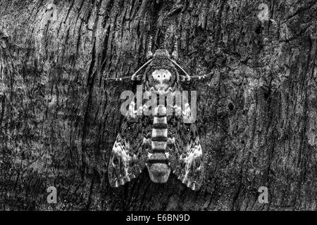 Tod Kopf Hawkmoth (Acherontia Atropos) ruht auf rauhem Holz. Dieser kultige Art ist bekannt für den Schädel wie Kennzeichnung. Stockfoto