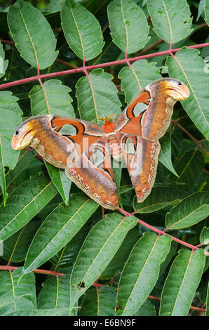 Atlas-Motte (Attacus Atlas) Weibchen sitzen auf Baum des Himmels (GГ¶tterbaum Altissima). Stockfoto