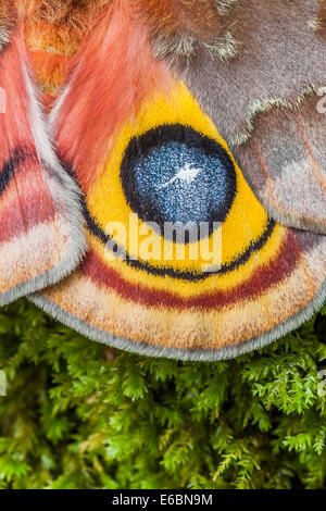 IO Motte (Automeris Io) Nahaufnahme Detail des Siedlungslandes am Analwinkel weiblich.  Diese falschen Auge erschreckt Raubtiere wenn geflasht. Stockfoto