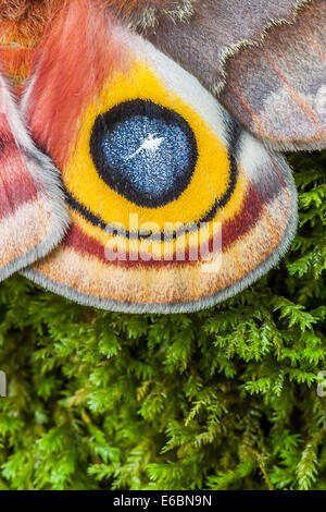 IO Motte (Automeris Io) Nahaufnahme Detail des Siedlungslandes am Analwinkel weiblich.  Diese falschen Auge erschreckt Raubtiere wenn geflasht. Stockfoto