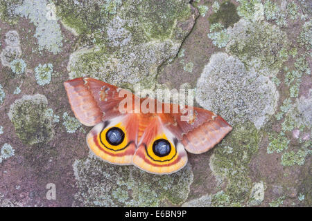 IO Motte (Automeris Io) weiblich blinkende Augenflecken auf Flechten bedeckt Rock.  Diese Anzeige wird kleine Raubtiere erschrecken. Stockfoto