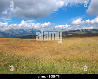 bewölkter Himmel über Berg Durmitor und Wildblumen Stockfoto