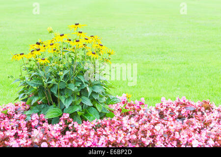 Blumenkarte mit gelben und rosa Blüten gegen frisches Grün und kostenloses Exemplar Bereich für text Stockfoto