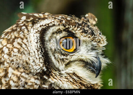 Kap-Uhu (Bubo Capensis), in Gefangenschaft, Welt der Vögel Wildlife Sanctuary und Affenpark, Hout Bay, Western Cape, Südafrika Stockfoto