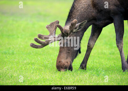 Elch (Alces Alces), Erwachsene, Männlich, Essen, Alaska Wildlife Conservation Center, Anchorage, Alaska, Vereinigte Staaten Stockfoto