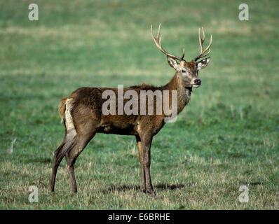Rotwild - Cervus elaphus Stockfoto