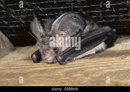 Braune Langohren Bat - Langohrfledermäuse auritus Stockfoto