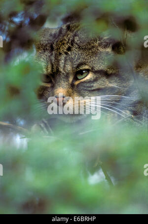 Wildkatze - Felis silvestris Stockfoto