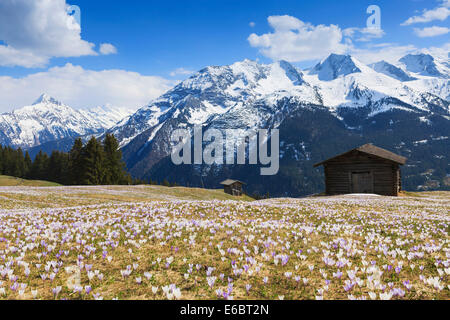 Krokus-Wiese in den Bergen, Zillertal, Tirol, Österreich Stockfoto