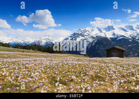 Krokus-Wiese in den Bergen, Zillertal, Tirol, Österreich Stockfoto