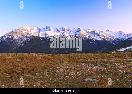 Krokus-Wiese in den hohen Bergen, Zillertal, Tirol, Österreich Stockfoto