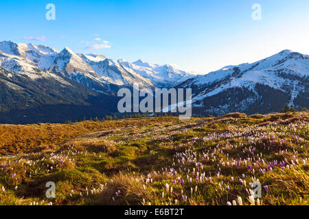 Krokus-Wiese in den hohen Bergen, Zillertal, Tirol, Österreich Stockfoto