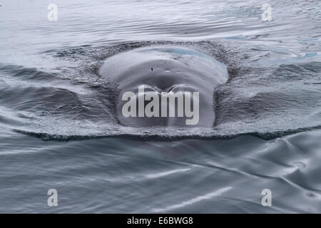 Kopf und ein Teil des Rückens Schwamm auf der Oberfläche der Zwergwal Stockfoto