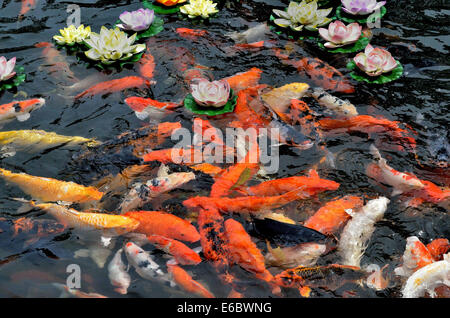 Koi, japanische Karpfen schwimmen im Gartenteich Stockfoto