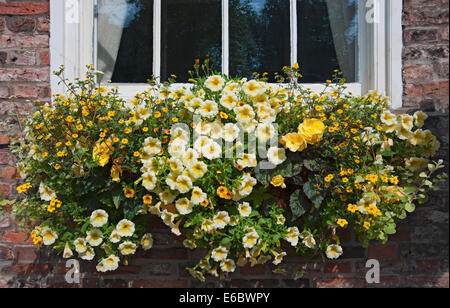 Gelbe Blumen Blume blühende Farbe bunt im Fensterkasten auf der Fensterbank eines Hauses im Sommer England Großbritannien Großbritannien Großbritannien Großbritannien Stockfoto
