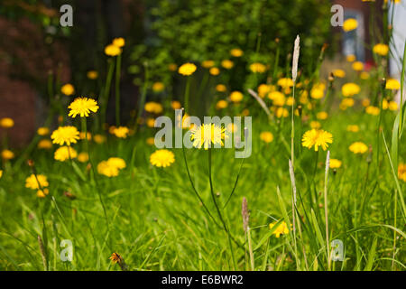 Nahaufnahme von gelben, glatten Falken Bart HawksBart Blumen Blume blühen im Sommer England Großbritannien Großbritannien Großbritannien Großbritannien Stockfoto