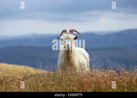 Kashmiri Wildziegen Capra Falconeri Cashmiriensis Capra Markhor roaming der Great Orme Landzunge in Llandudno Nord-Wales Stockfoto