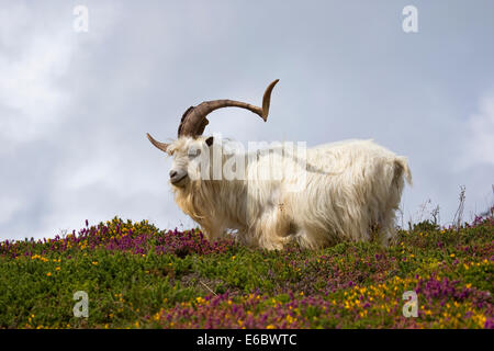 Kashmiri Wildziegen Capra Falconeri Cashmiriensis Capra Markhor roaming der Great Orme Landzunge in Llandudno Nord-Wales Stockfoto