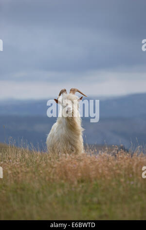 Kashmiri Wildziegen Capra Falconeri Cashmiriensis Capra Markhor roaming der Great Orme Landzunge in Llandudno Nord-Wales Stockfoto