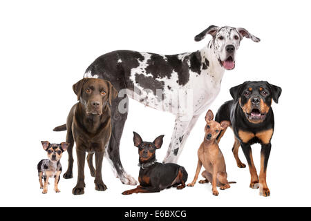 Hund, verschiedene, Rassehund Stockfoto