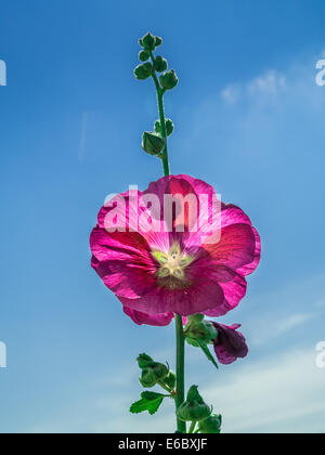 Blume lila Malve Schuss gegen blauen Himmel Stockfoto