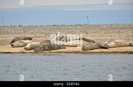 Dichtungen an Blakeney Point North Norfolk Vereinigtes Königreich Stockfoto