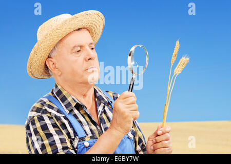 Reifen Bauer Prüfung seine geernteten Weizen durch eine Lupe in einem Feld Stockfoto