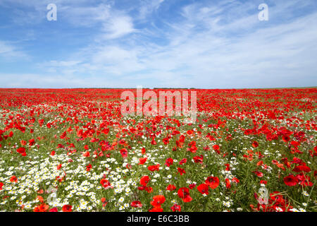 Mohnfeld in voller Blüte, blauem Himmel und strahlendem Sonnenschein Stockfoto