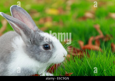 Kaninchen auf dem Rasen Stockfoto