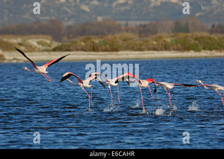 Herde von größeren Flamingos (Phoenicopterus Ruber) ausziehen in einer Reihe, Berre l ' Etang, Provence, Frankreich Stockfoto