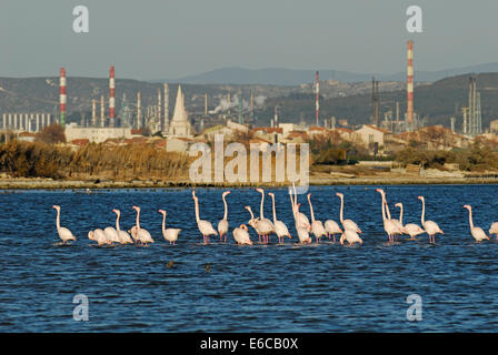 Herde von größeren Flamingos (Phoenicopterus Ruber) an einem See in der Nähe von Dorf und Öl Raffineriegelände, Frankreich Stockfoto